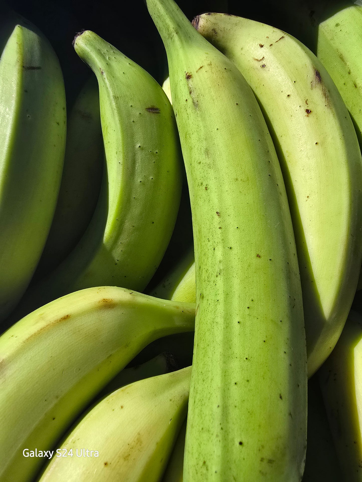 Green and Ripped Plantains (1.19 per lb)