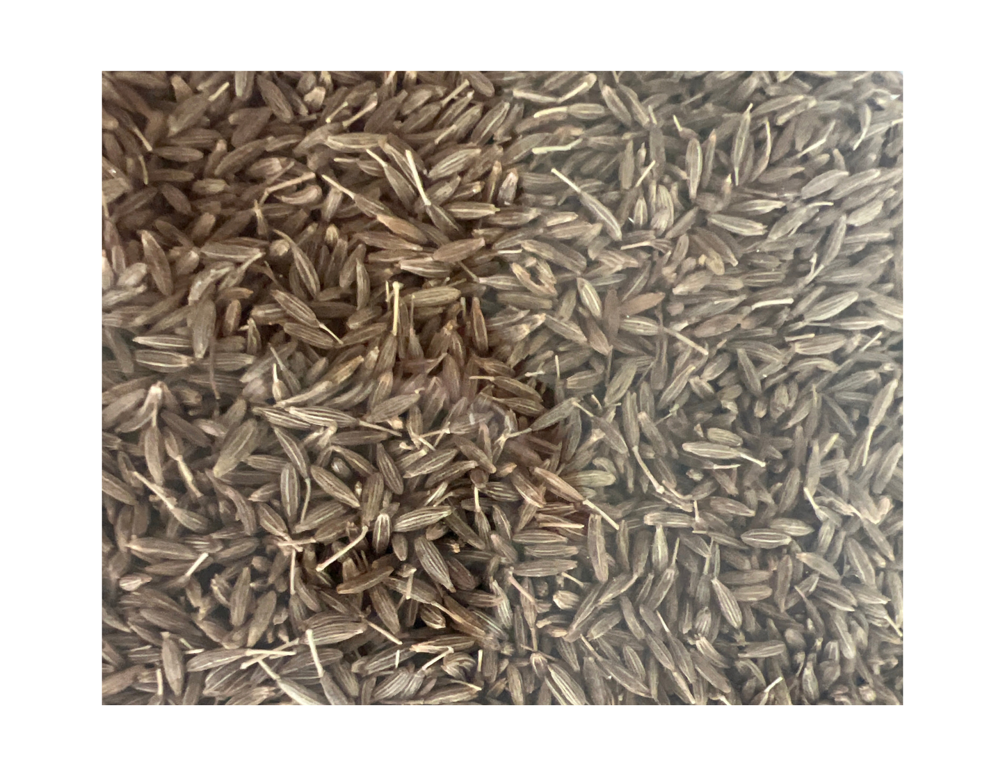 Cumin Seeds (0.3lb)